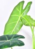 Alocasia micholitziana Frydek 40 cm