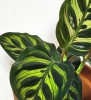 Calathea makoyana Babypflanze 15 cm