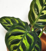 Calathea makoyana Babypflanze 10 cm