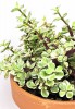 Portulacaria afra variegata 15 cm