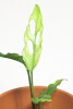 Monstera obliqua peru Jungpflanze 20 cm