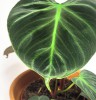 Philodendron rubrijuvenile El Choco Red 25 cm RARITÄT