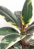 Ficus elastica belize 30 cm