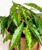 Begonia amphioxus Babypflanze RARITÄT
