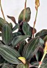 Ludisia discolor / Juwelorchidee 20 cm