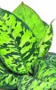 Homalomena wallisii Camouflage 25 cm RARITÄT