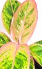 Aglaonema Salmon Fantasy 25 cm
