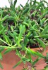 Senecio herreianus Royal Flush / Othona capensis 20 cm