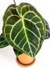 Anthurium crystallinum 45 cm