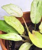 Philodendron snowdrift RARITÄT