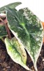 Alocasia Polly Pink Ghost variegata 13 cm RARITÄT