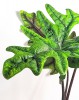 Alocasia Jacklyn - Alocasia tandurosa 45 cm