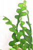 Epiphyllum anguliger / Sägeblatt Kaktus 40 cm