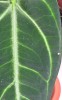 Anthurium villenaorum 20 cm RARITÄT