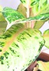 Aglaonema Chartreuse Pretty 40 cm
