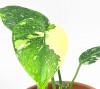 Monstera Thai constellation Jungpflanze 25 cm