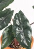Alocasia chantrieri Babypflanze 20 cm