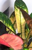 Codiaeum variegatum Mrs Iceton