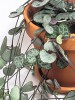 Ceropegia woodii 70 cm