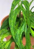 Monstera adansonii indonesian marble var. 20 cm RARITÄT