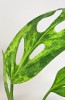 Monstera adansonii indonesian marble var. 20 cm RARITÄT