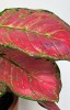Aglaonema Red Joy 25 cm
