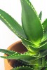 Aloe x delaetii 30 cm