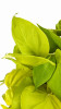 Philodendron scandens Lemon Lime