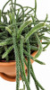 Rhipsalis baccifera subsp. horrida