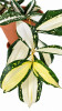Dracaena surculosa Milky way RARITÄT