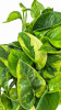 Epipremnum aureum Lemon Joy