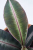 Labisia pumila 15 cm RARITÄT