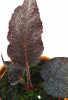 Begonia Taconite 20 cm RARITÄT