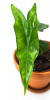 Alocasia nycteris Batwing Jungpflanze 20 cm