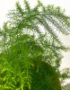 Asparagus setaceus 35 cm