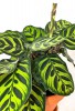 Calathea Makoyana 40 cm