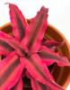 Cryptanthus bivittatus 8 cm