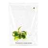 Philodendron orange Princess marble TC 4