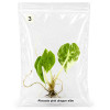 Alocasia pink dragon albo TC 3