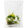 Philodendron florida beauty x tortum TC 2