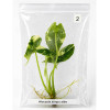 Alocasia simpo albo TC 2