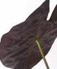 Alocasia suhirmaniana Red Petiole 40 cm RARITÄT