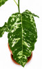 Ficus aspera variegata Snowstorm RARITÄT