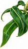 Anthurium pallidiflorum RARITÄT