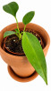 Anthurium wendlingeri Babypflanze RARITÄT