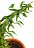Ceropegia simoneae RARITÄT