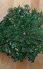 Rose von Jericho / Selaginella lepidophylla 10 cm